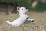 WESTIE 179